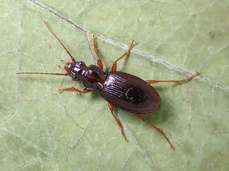 Carabidae da identificare: Patrobus atrorufus